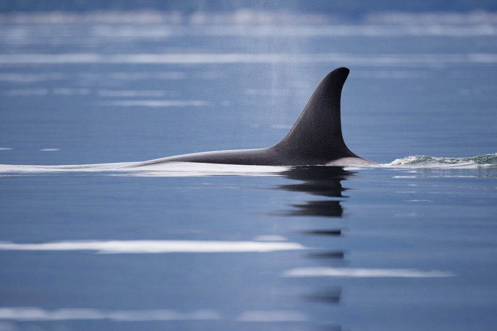 Detail of Dorsal Fin of an Orca Whale in Stephens Passage by Anonymous