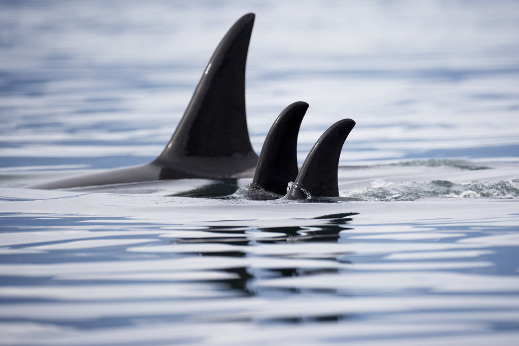 Detail of Pod of Orca Whales in Stephens Passage by Anonymous