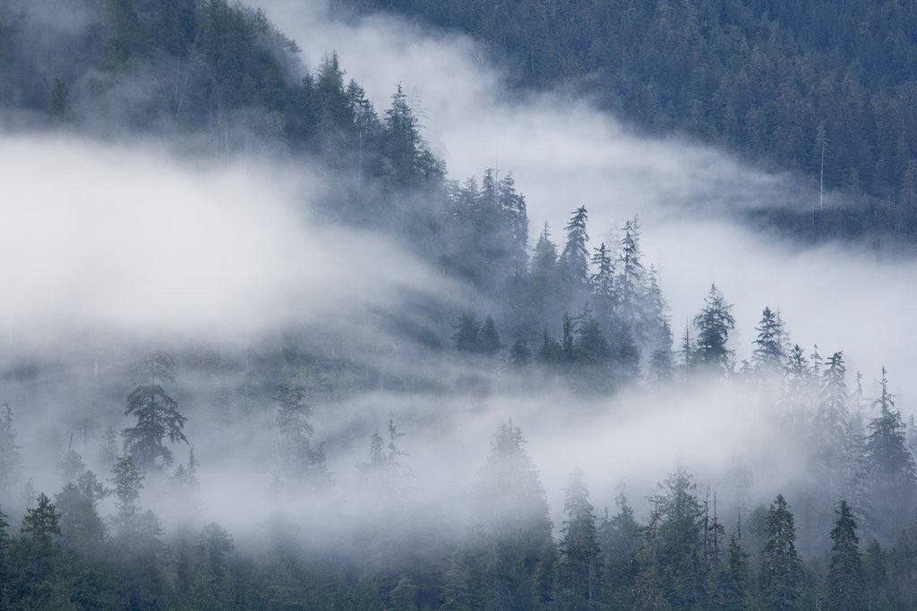 Detail of Fog Rolls Through Forest in Misty Fjords National Monument by Anonymous