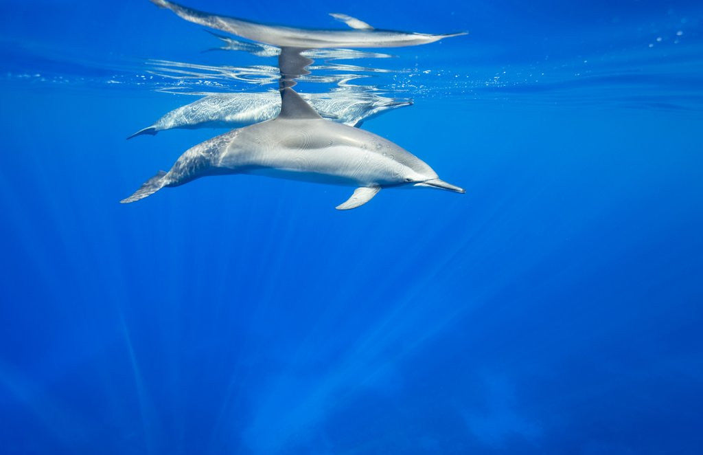 Detail of Spinner Dolphins Underwater Along Hawaii's Kona Coast by Anonymous