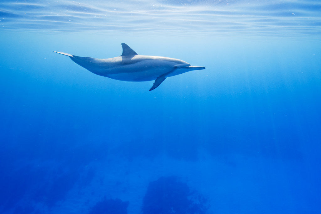 Detail of Spinner Dolphin Underwater on Hawaii's Kona Coast by Anonymous