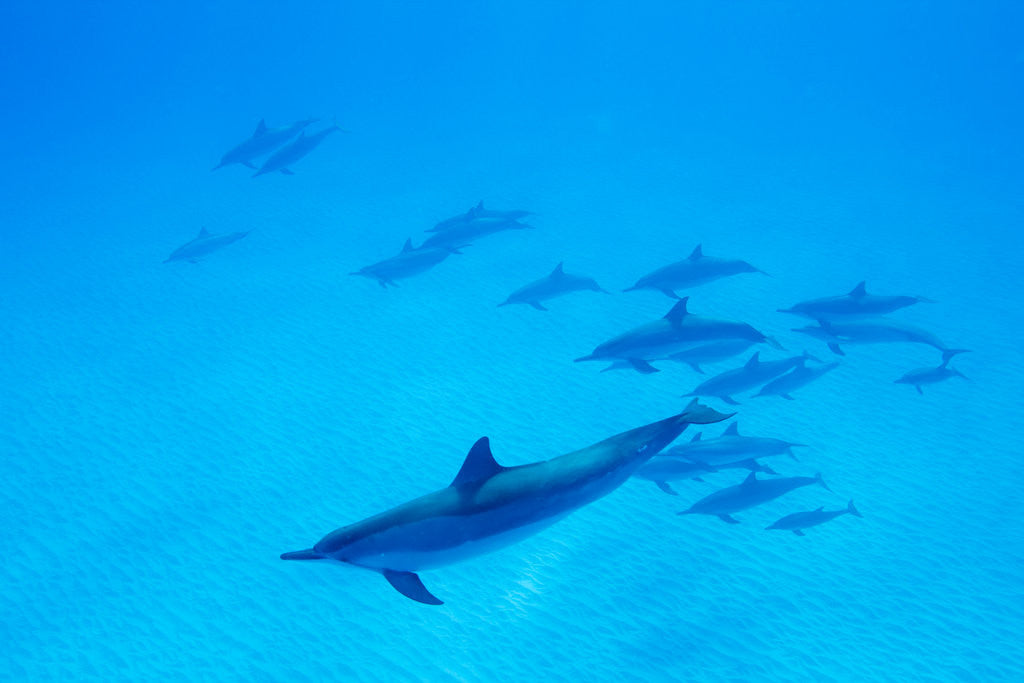 Detail of School of Spinner Dolphins on Hawaii's Kona Coast by Anonymous