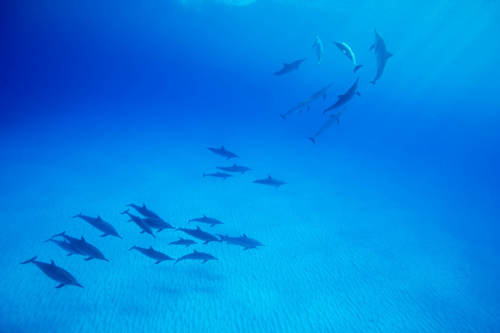 Detail of School of Spinner Dolphins on Hawaii's Kona Coast by Anonymous