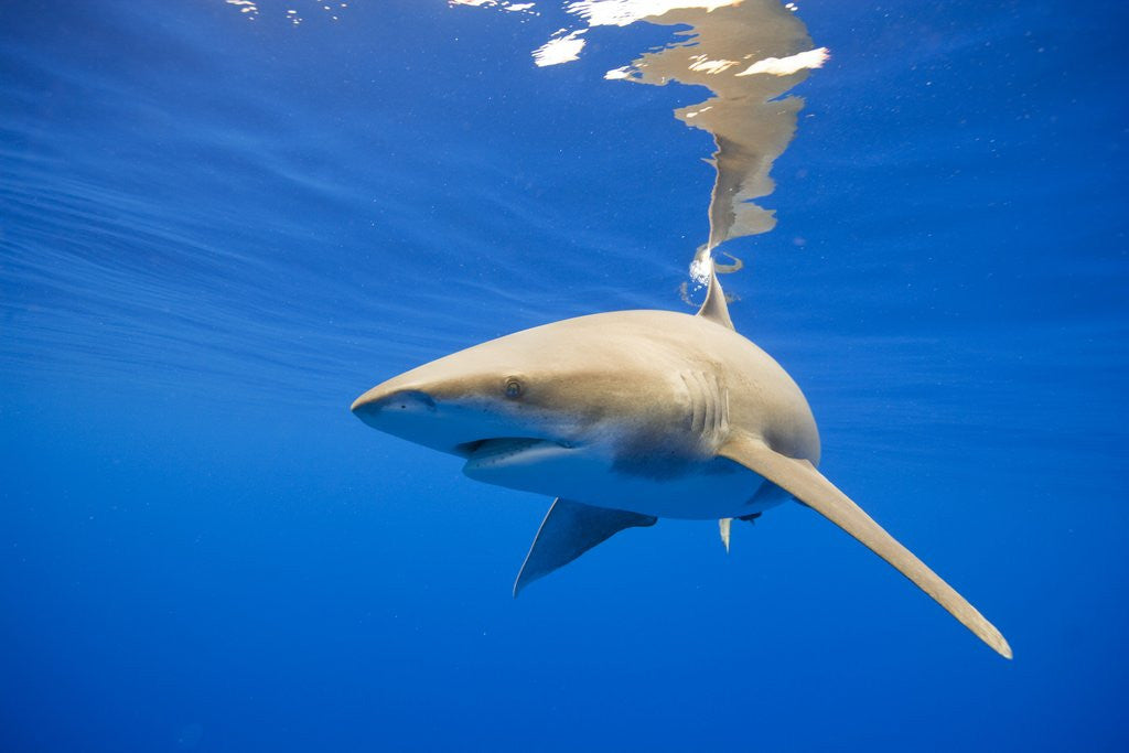 Detail of Oceanic Whitetip Shark, Hawaii by Anonymous