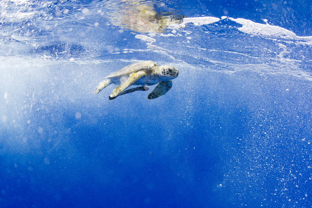 Detail of Underwater View of Green Sea Turtle in Hawaii by Anonymous