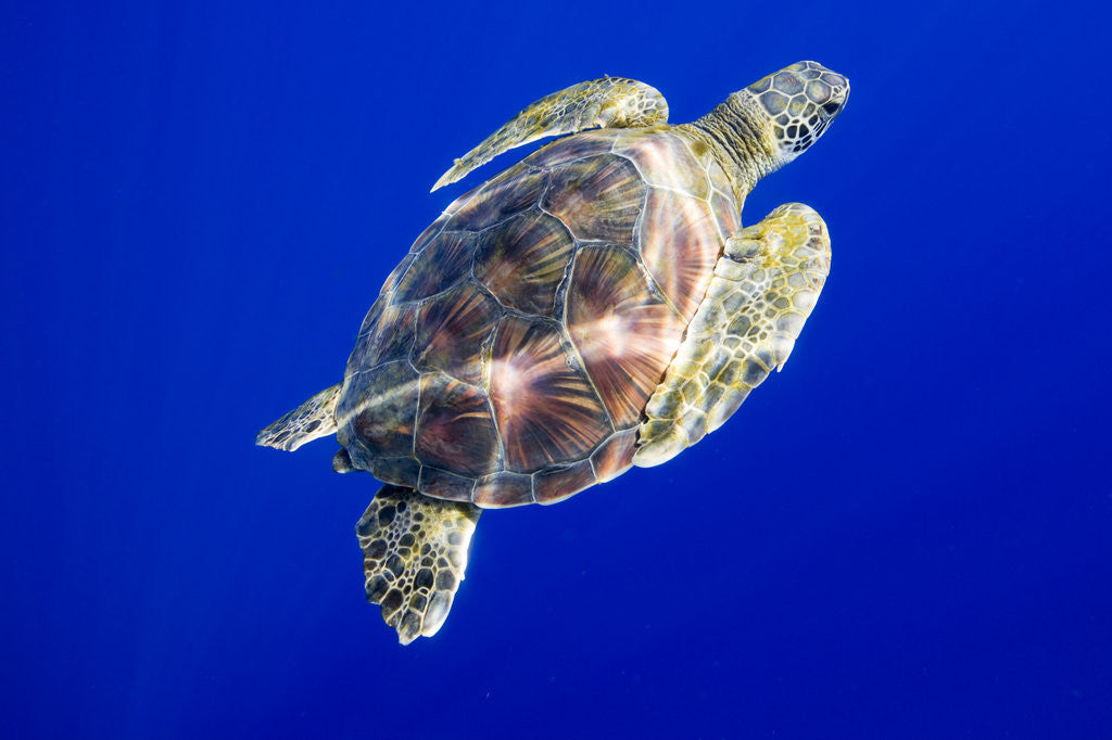 Detail of Green Sea Turtle in Hawaii by Anonymous