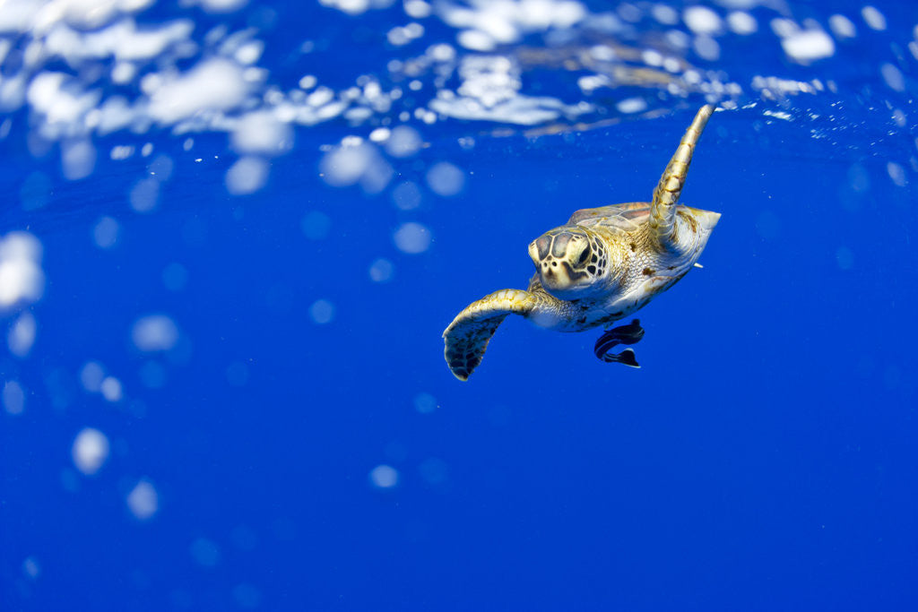Detail of Underwater View of Green Sea Turtle in Hawaii by Anonymous