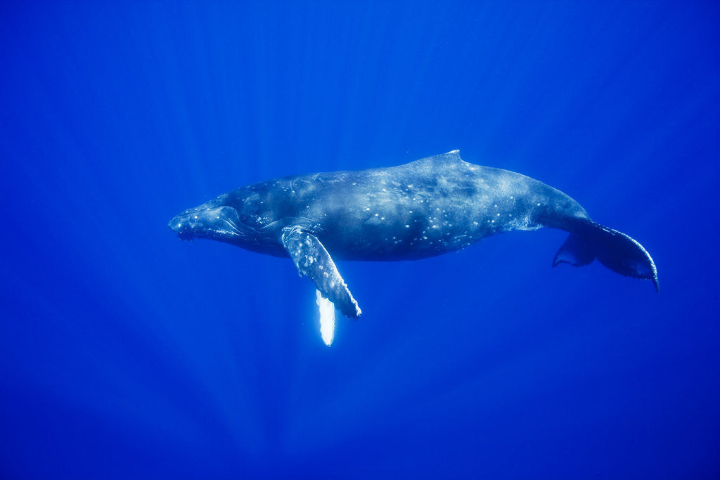 Detail of Humpback Whale Underwater by Anonymous