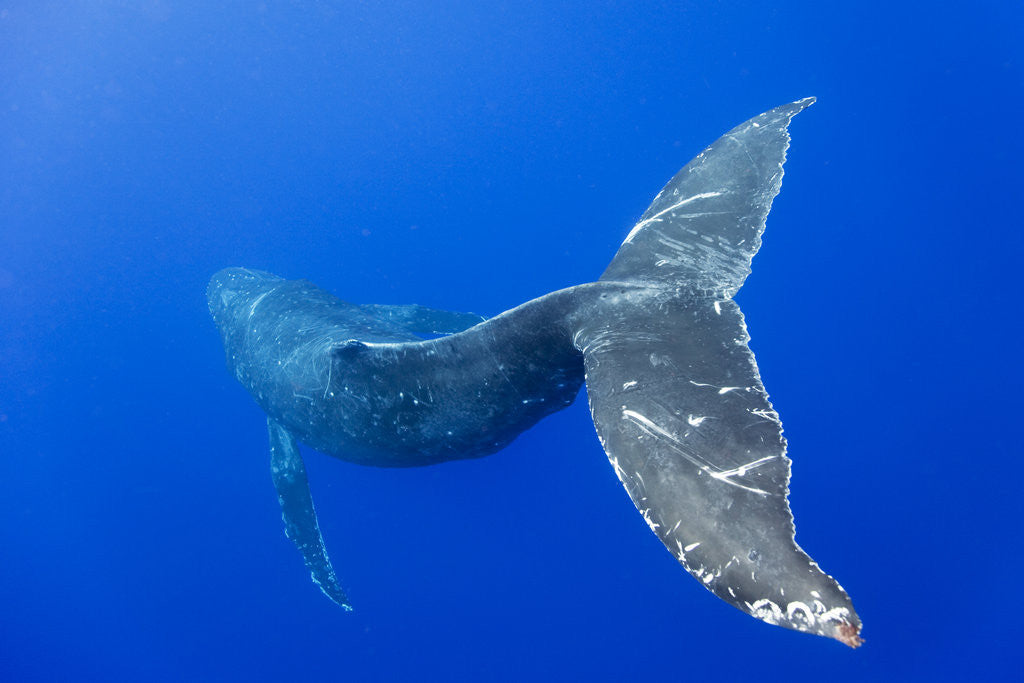 Detail of Humpback Whale Diving From Surface by Anonymous