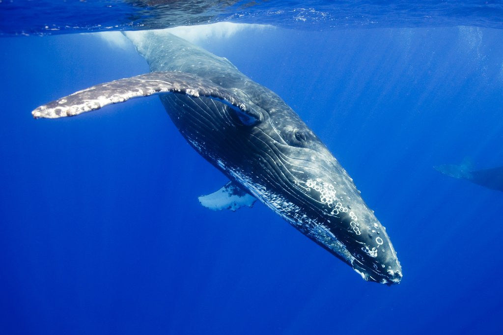 Detail of Humpback Whale Underwater by Anonymous