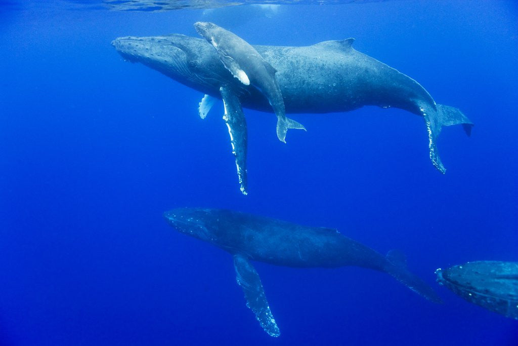 Detail of Male Humpback Whales Following Cow and Calf in Breeding Season by Corbis