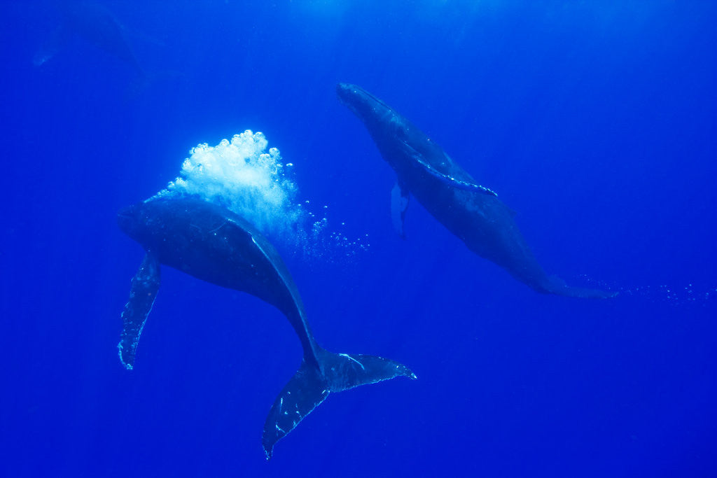 Detail of Humpback Whale Blowing Bubbles at Approaching Rival by Anonymous