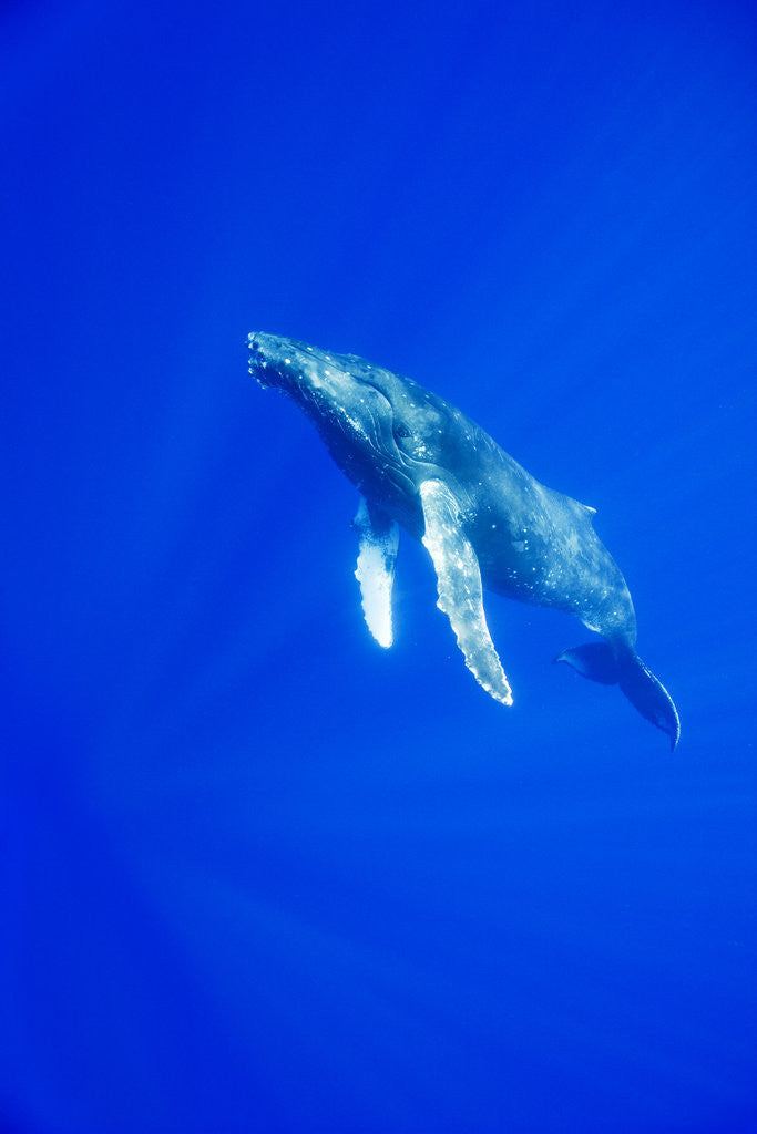 Detail of Humpback Whale Underwater by Corbis
