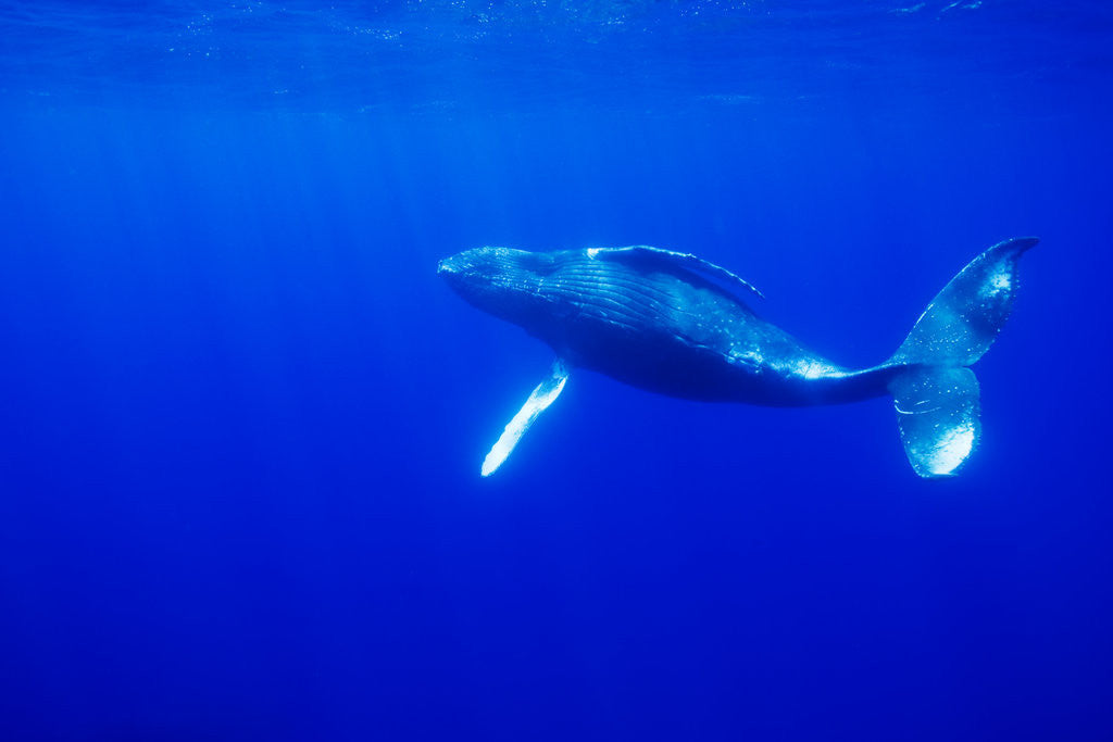 Detail of Humpback Whale Underwater by Anonymous