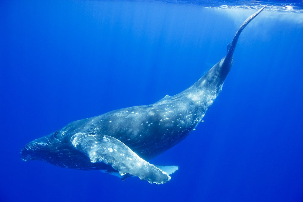 Detail of Humpback Whale Underwater by Corbis