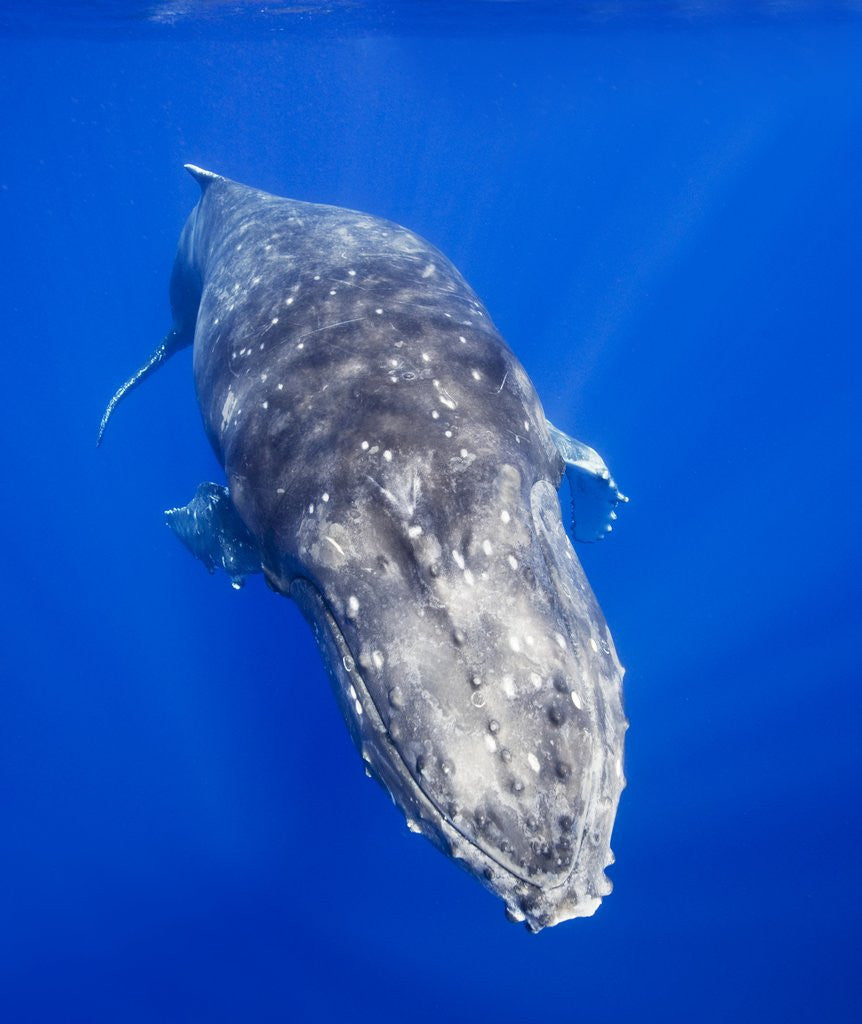 Detail of Humpback Whale Swimming Toward Water Surface by Corbis