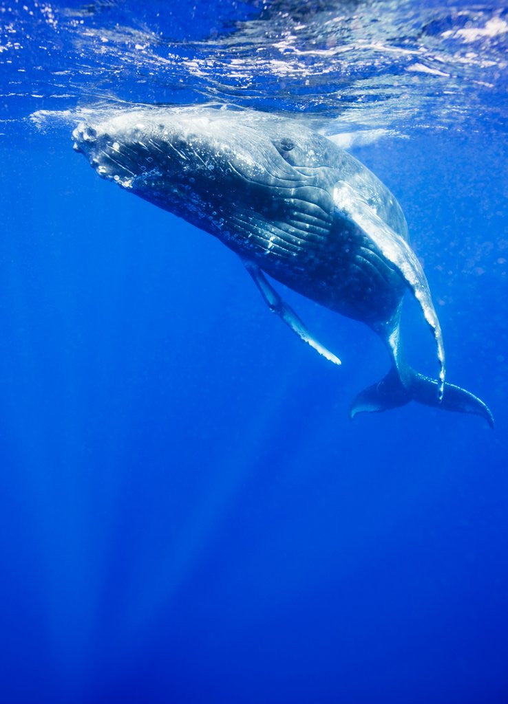 Detail of Underwater View of Humpback Whale Resting at Surface by Corbis
