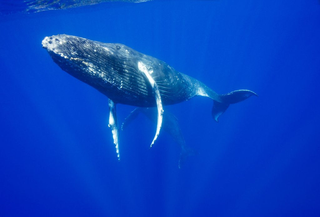 Detail of Humpback Whales Underwater by Anonymous