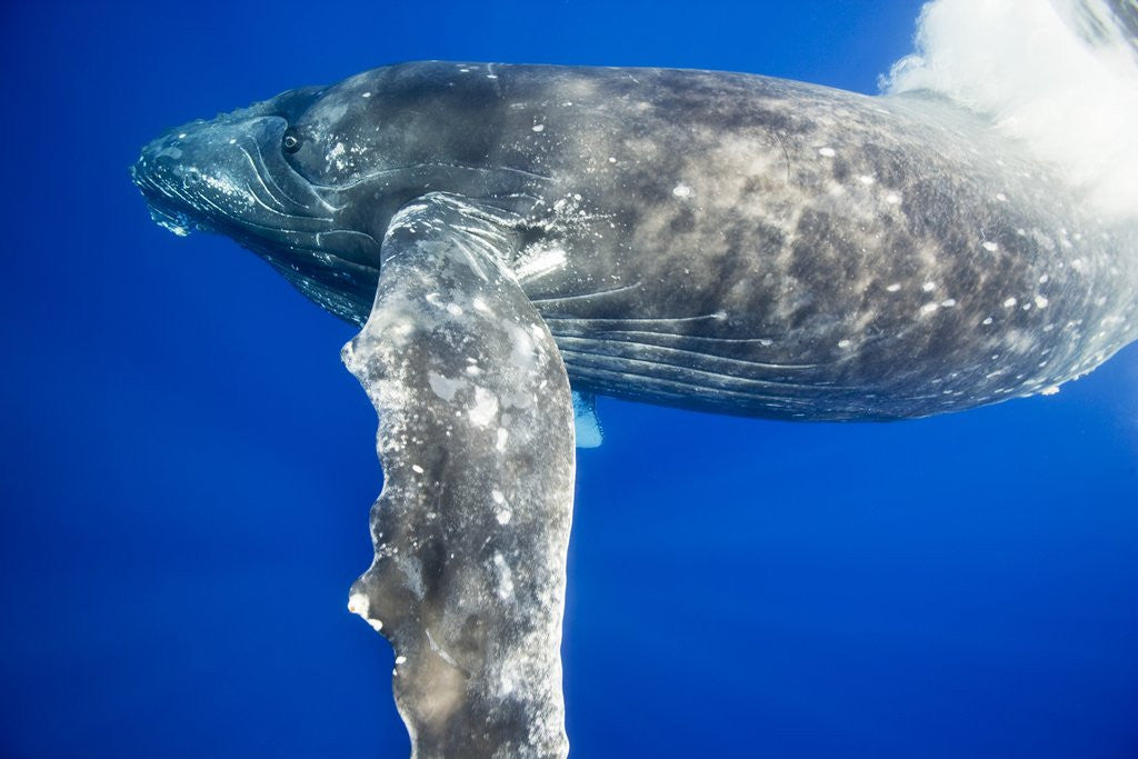 Detail of Humpback Whale Diving Near Surface by Corbis