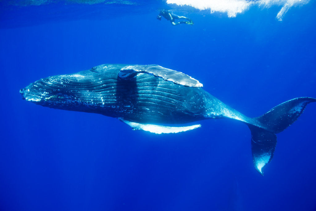 Detail of Snorkeler Swimming Above Humpback Whale by Anonymous