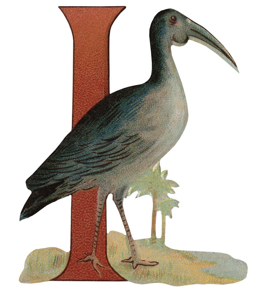 Detail of I Is For Ibis Illustration by Corbis