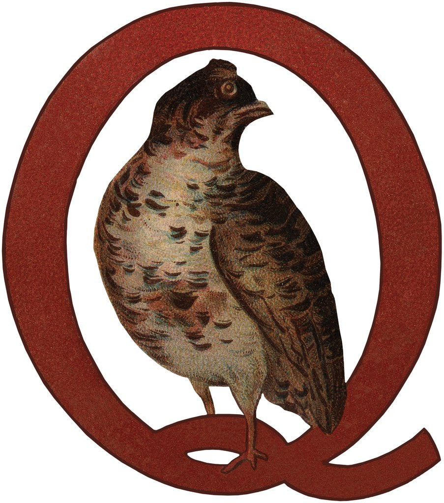 Detail of Q Is For Quail Illustration by Anonymous