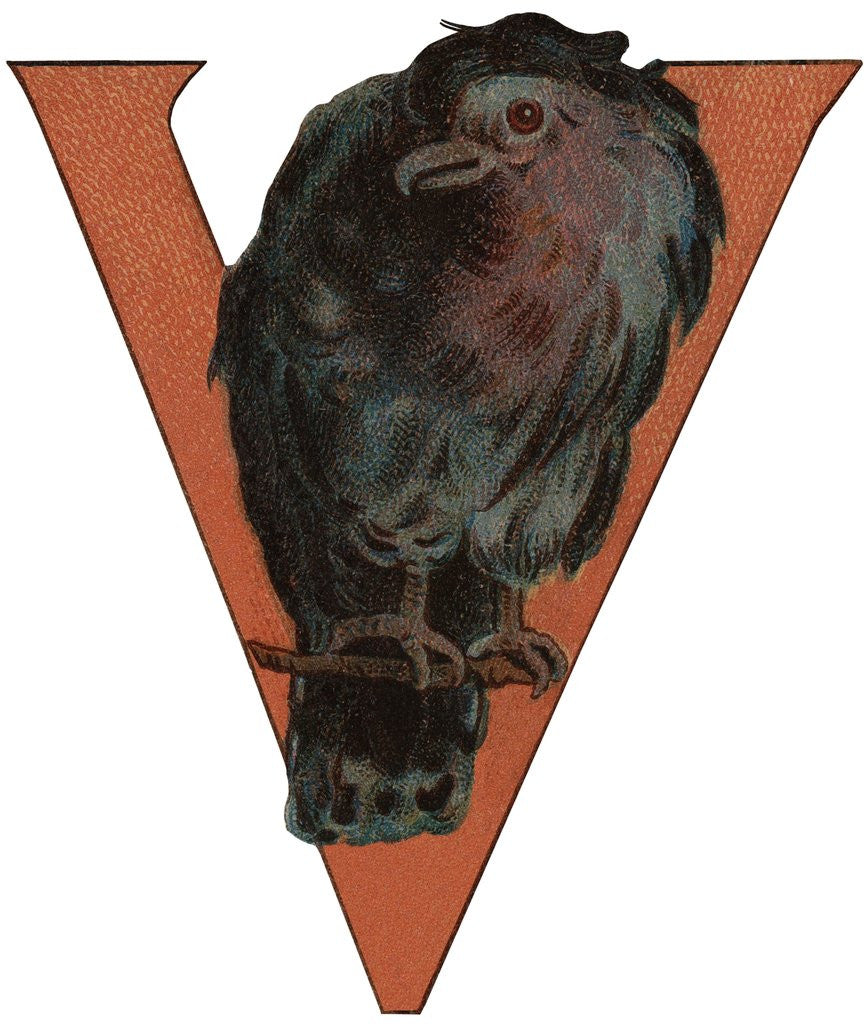 Detail of V Is For Vulture Illustration by Anonymous