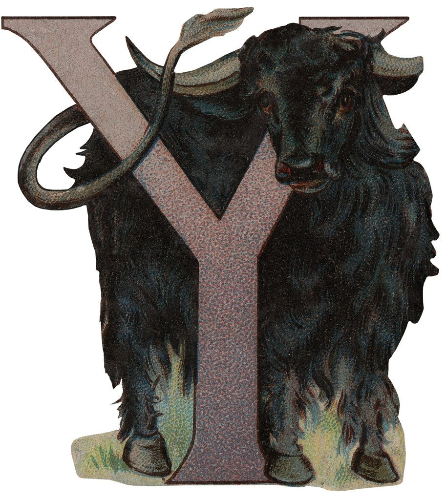 Detail of Y Is For Yak Illustration by Anonymous