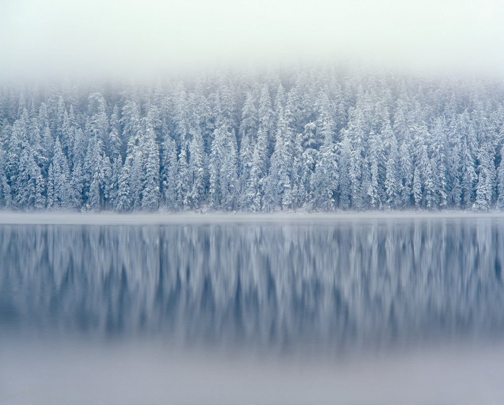Detail of Lost Lake and Snow-Covered Douglas Firs by Anonymous