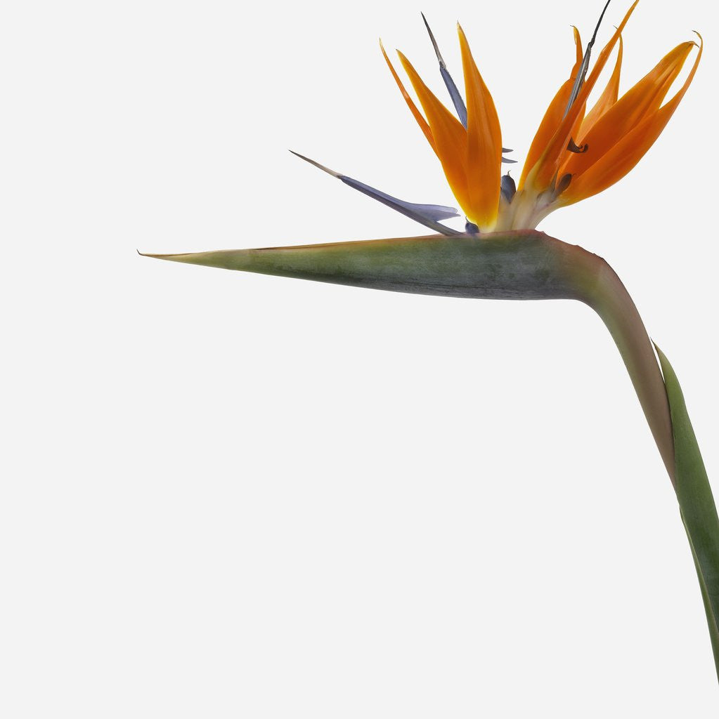 Detail of Bird of Paradise Flower by Corbis