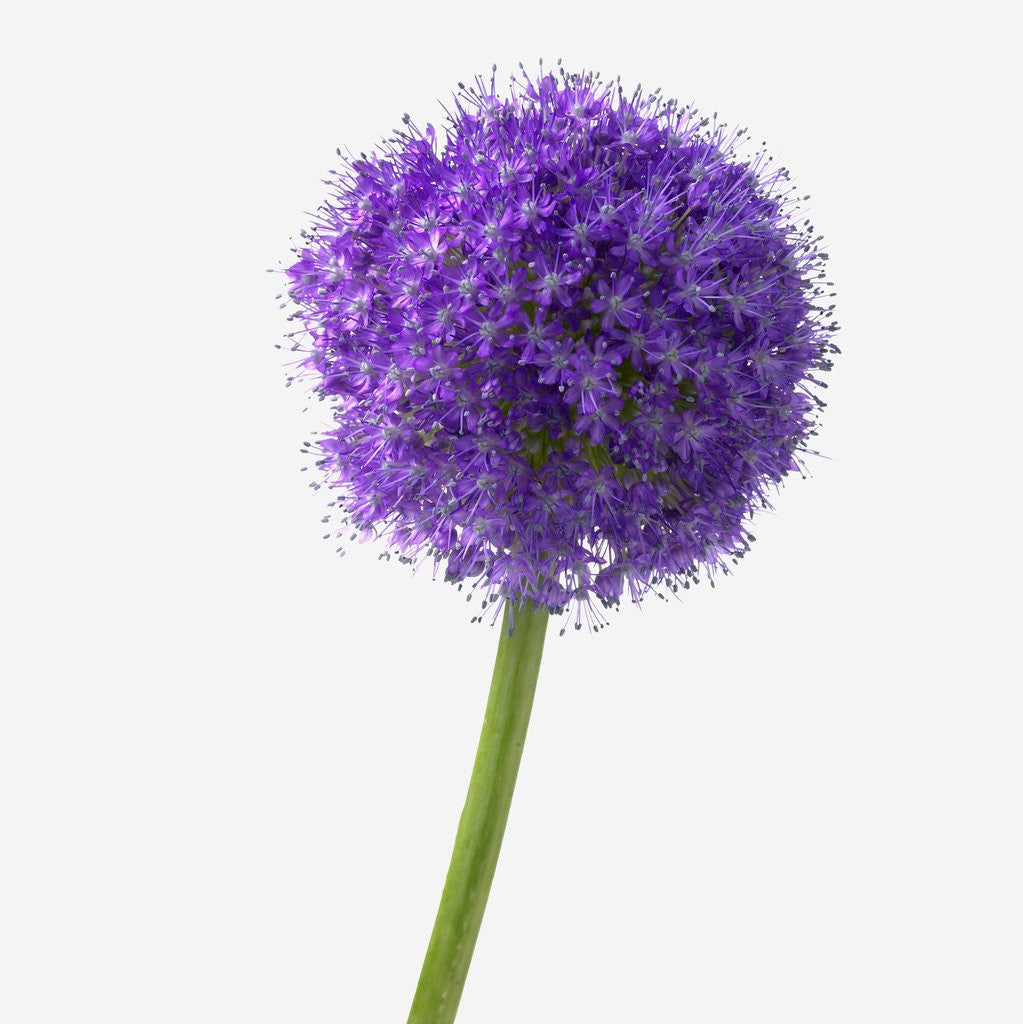 Detail of Purple Allium by Anonymous