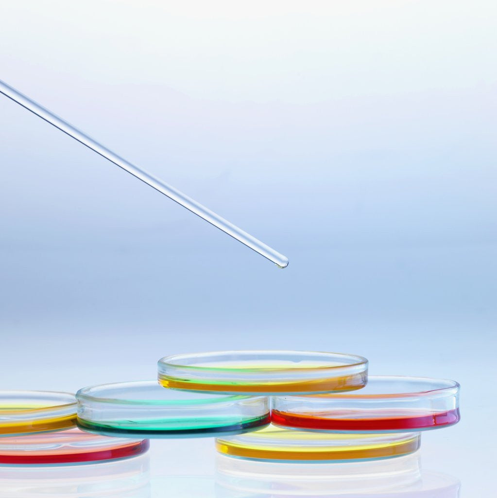 Detail of Petri Dishes by Anonymous