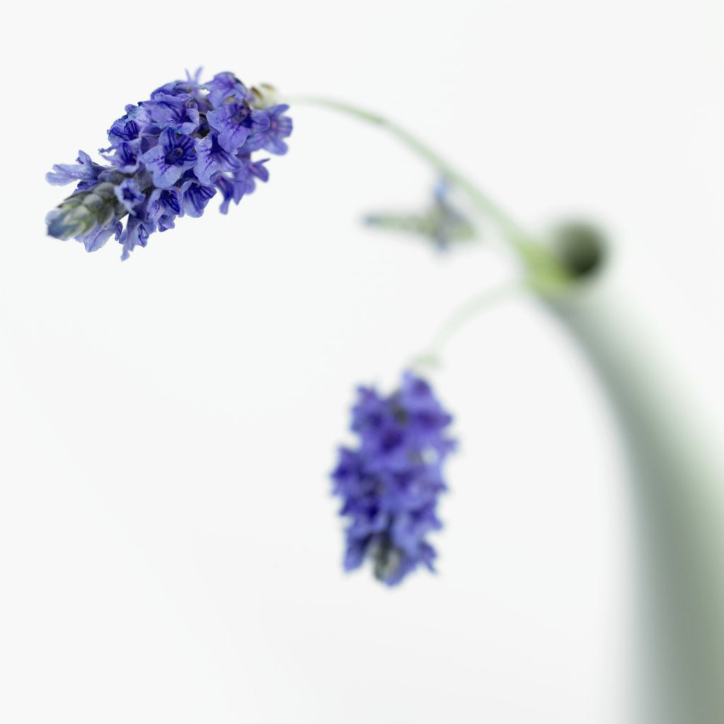 Detail of Lavender Flower by Anonymous