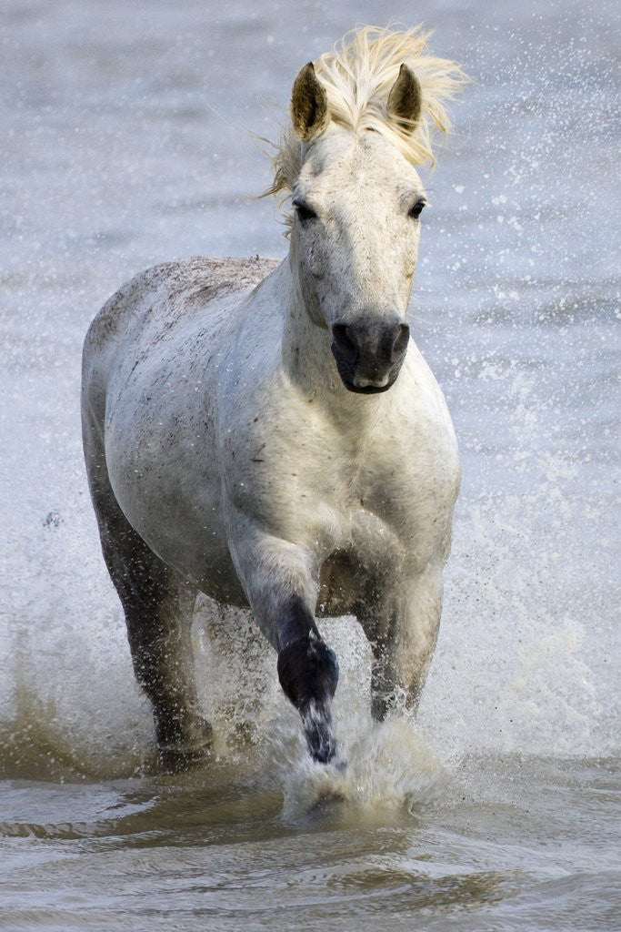 Detail of Camargue Horse Running in Water by Anonymous