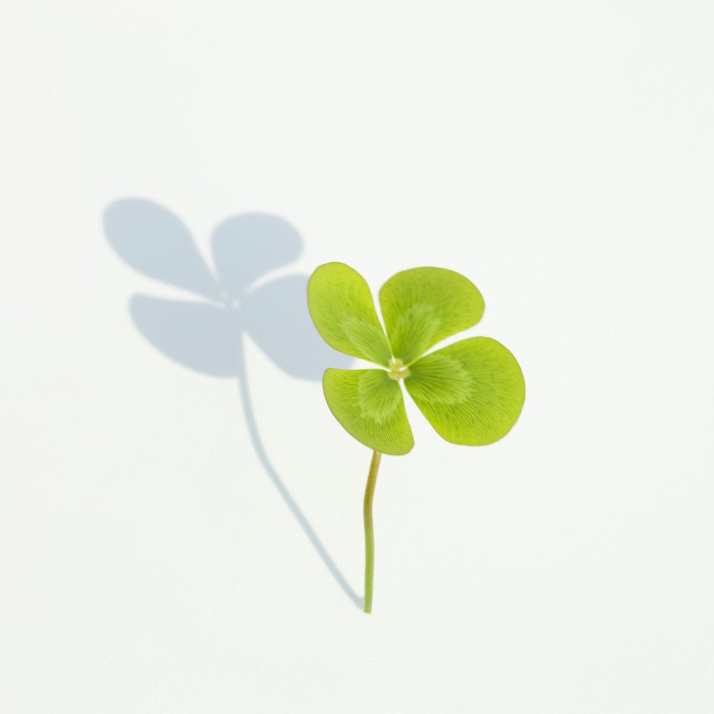 Detail of Four Leaf Clover by Anonymous