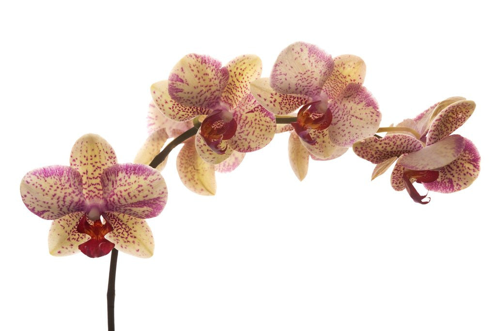 Detail of Orchid by Corbis