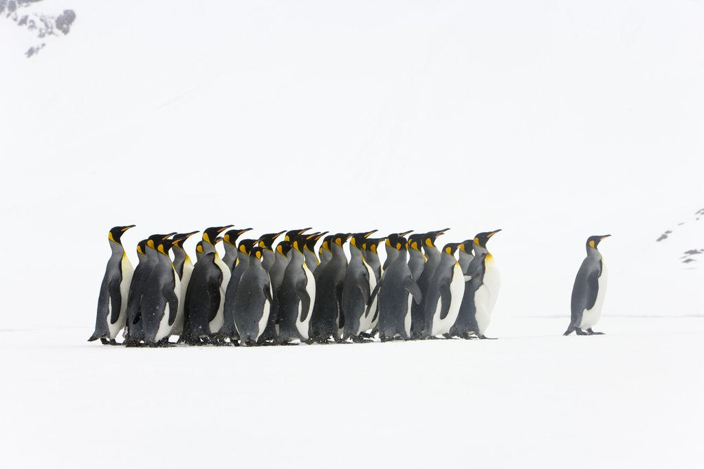 Detail of Adult King Penguins Standing in Spring Snow on South Georgia Island by Anonymous