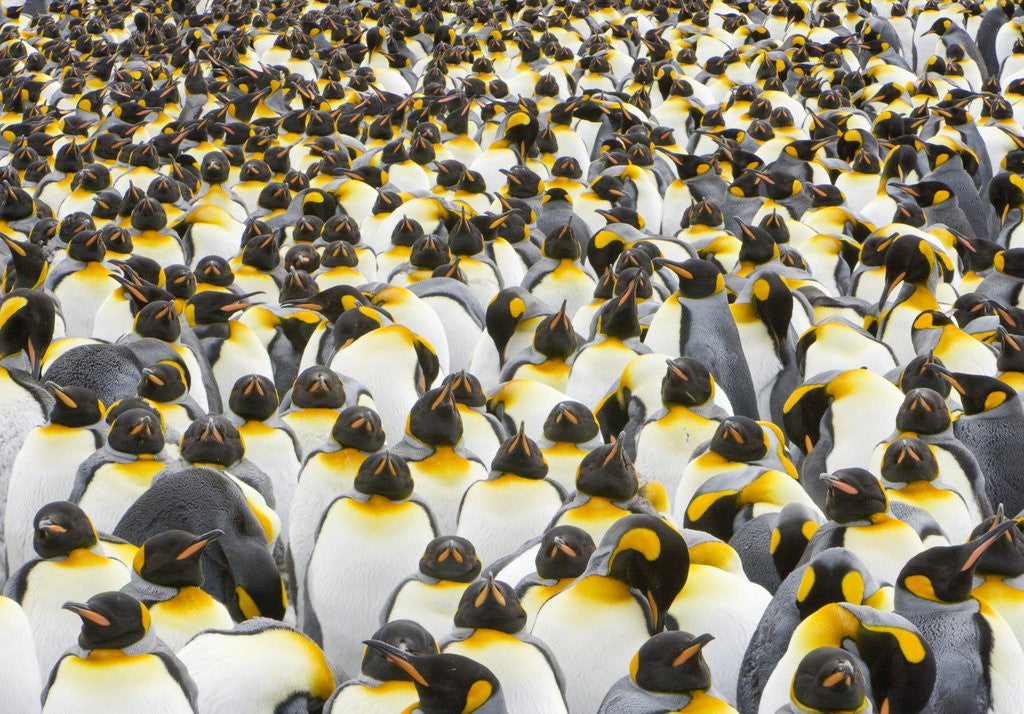 Detail of Adult King Penguins on South Georgia Island by Corbis