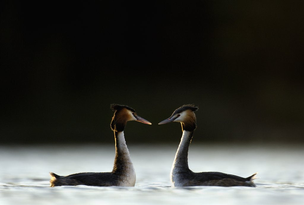 Detail of Great Crested Grebes in Courtship Display by Anonymous