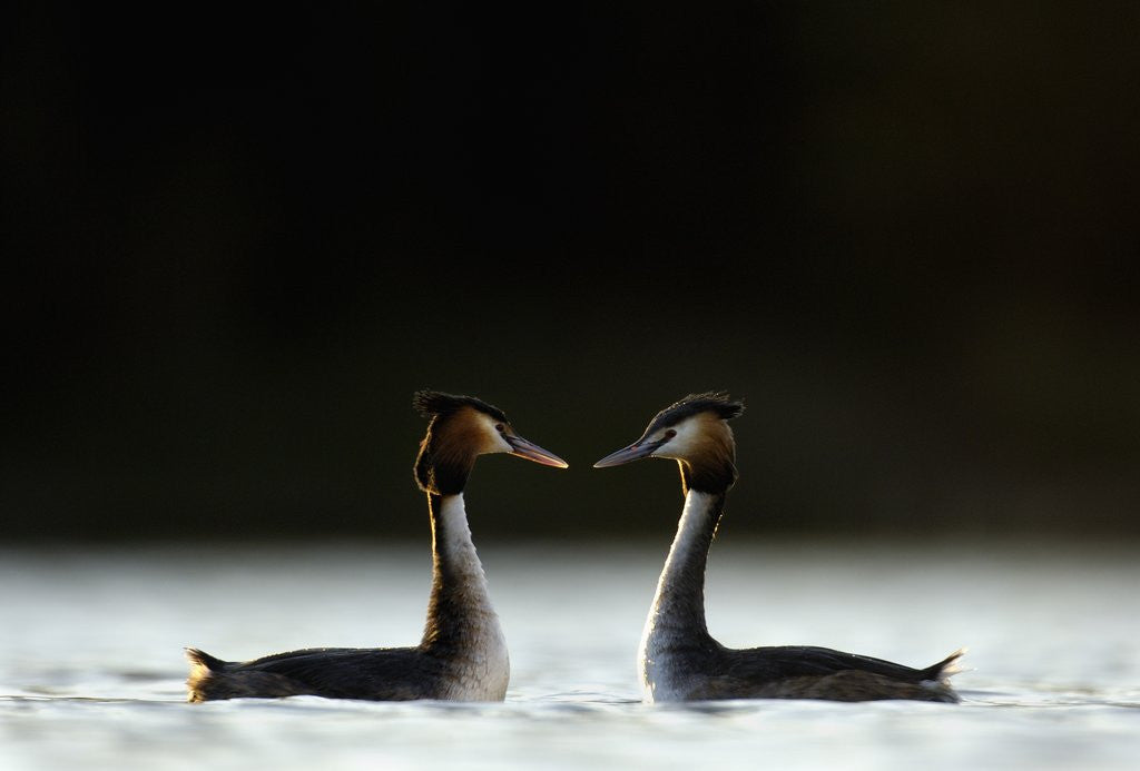 Detail of Great Crested Grebes in Courtship Display by Corbis