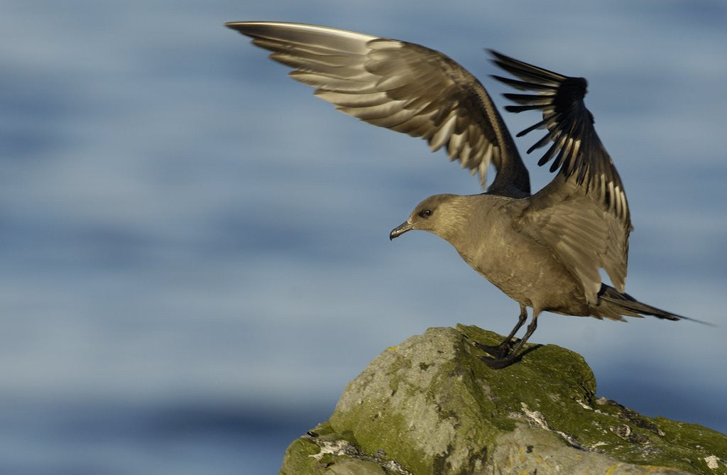 Detail of Arctic Skua by Anonymous