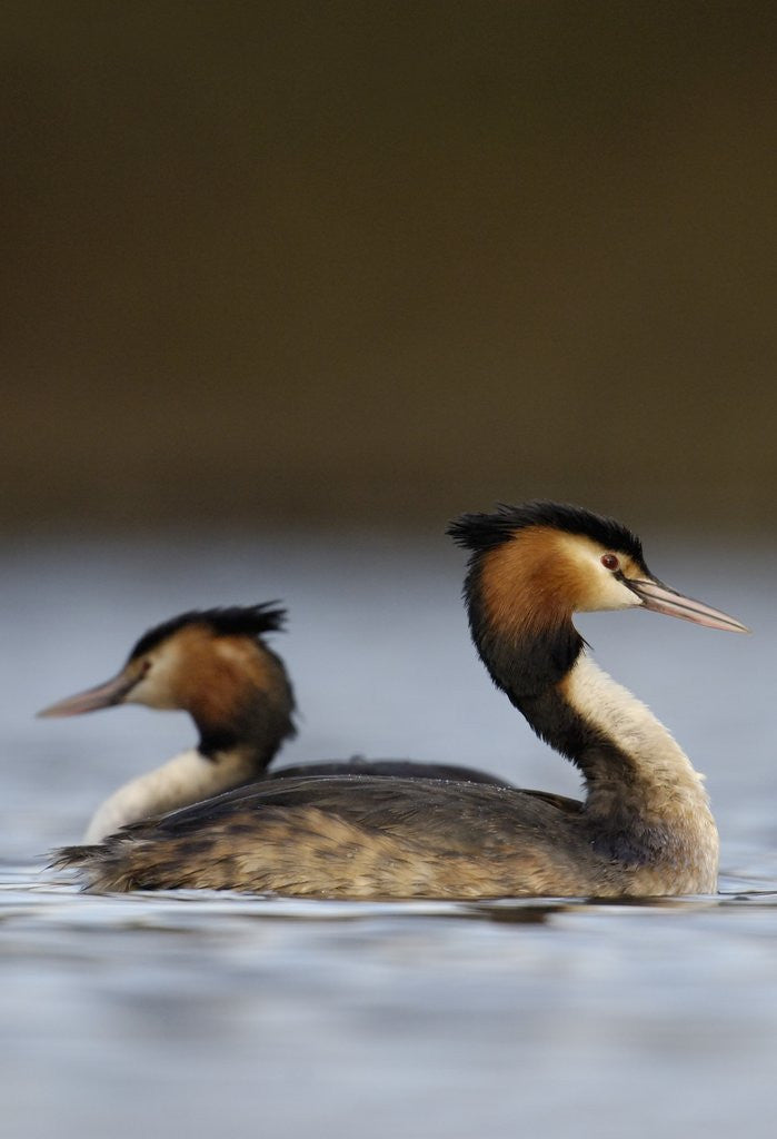 Detail of Pair of Great Crested Grebes by Anonymous