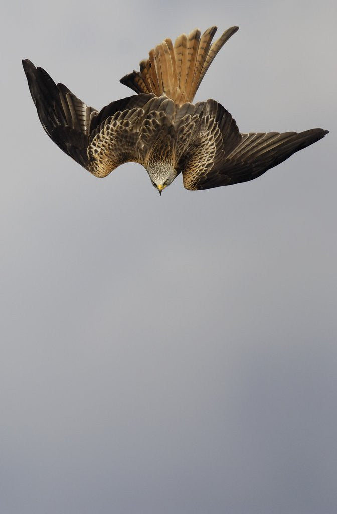 Detail of Red Kite in Flight by Corbis