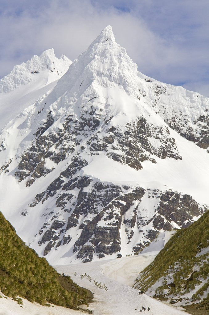 Detail of Snowy Peak Towering over King Penguins and Fur Seals by Anonymous