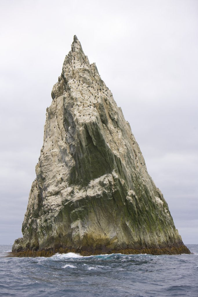 Detail of Imperial Shags Nesting on Rocky Pyramid of Shag Rocks by Corbis