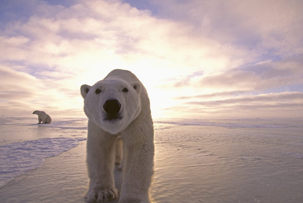 Detail of Sun Rising Behind Polar Bears by Anonymous