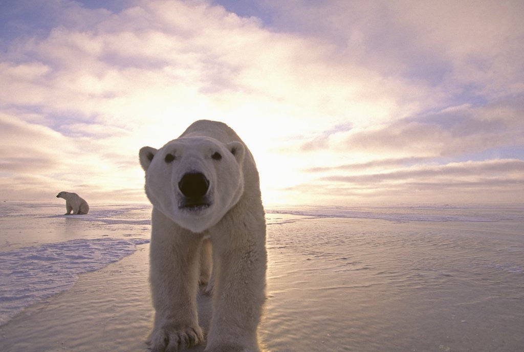 Detail of Sun Rising Behind Polar Bears by Corbis