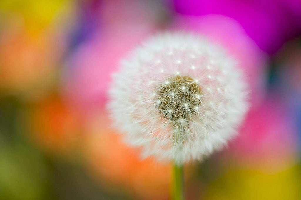 Detail of Dandelion Seed Head by Anonymous