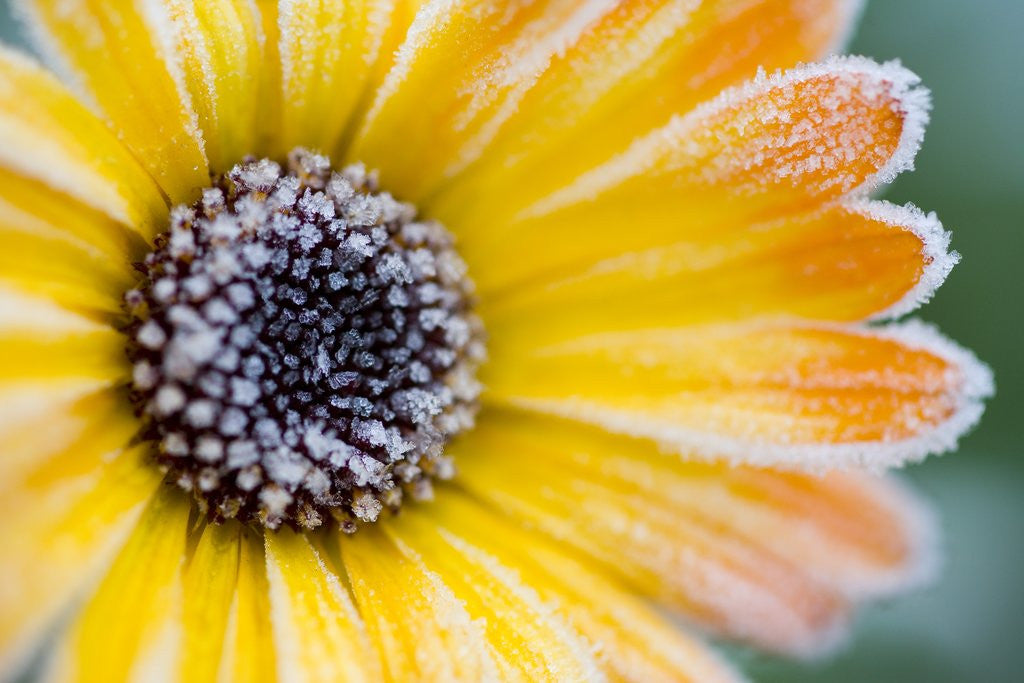 Detail of Frost on Wild Aster by Corbis