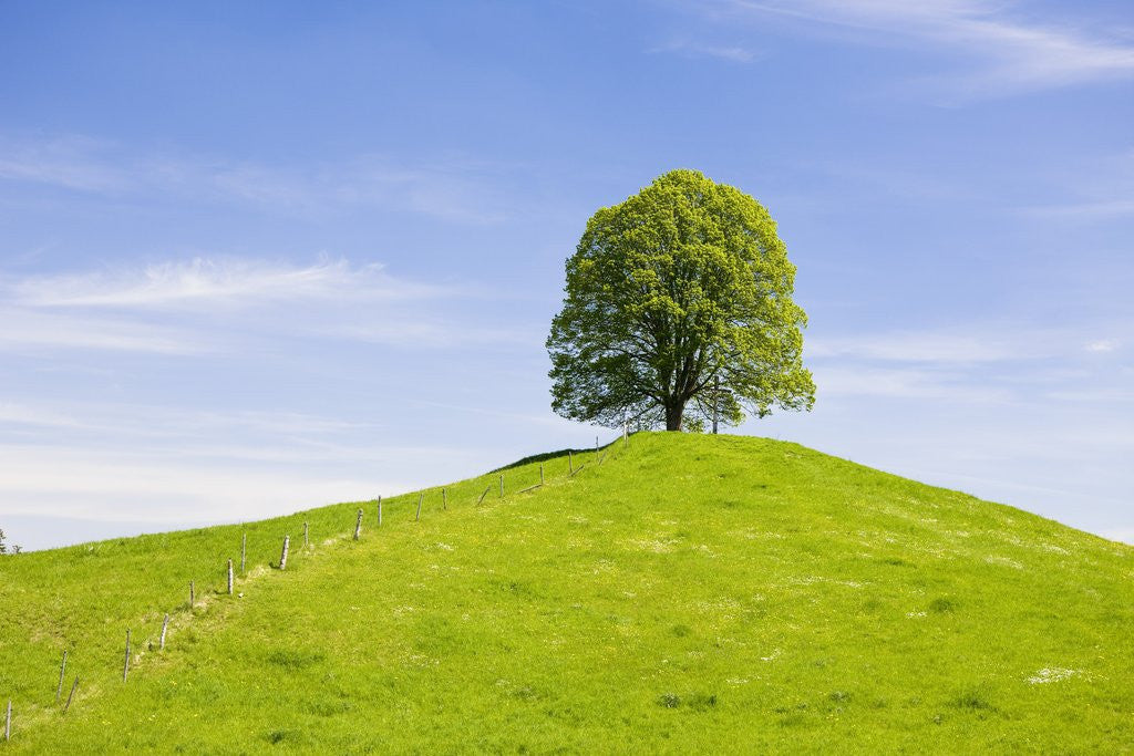 Detail of Lime Tree on Grassy Hill by Anonymous
